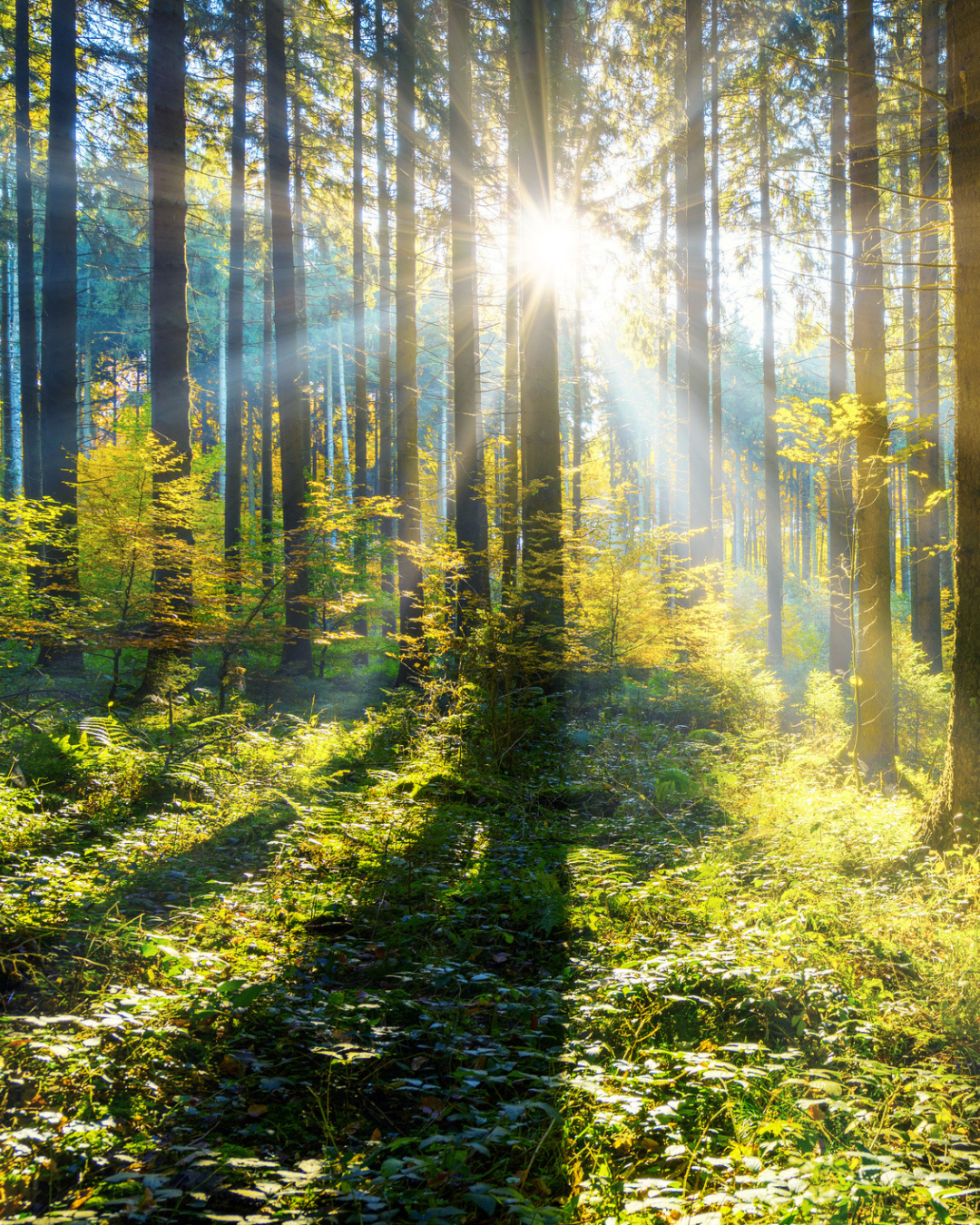 environmental mobile