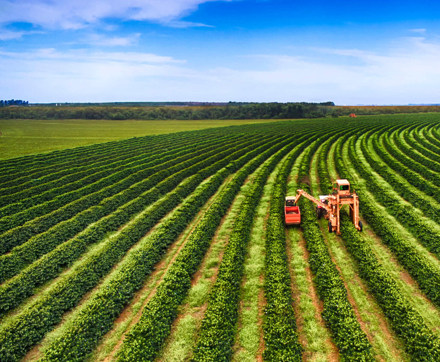 appointing finance director for starbucks